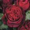 Rosa Admiral ('Tan08996') (PBR)