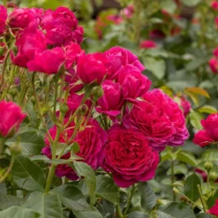 Rosa Soul ('Tan09651') (PBR) -Deals Green4Ever Store pl2000046625 card2 lg