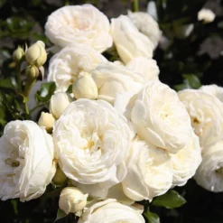 Deals Green4Ever Store -Deals Green4Ever Store pl2000046629 card2 lg