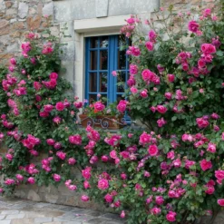 Rosa 'Pink Cloud' -Deals Green4Ever Store pl2000046632 card3 lg