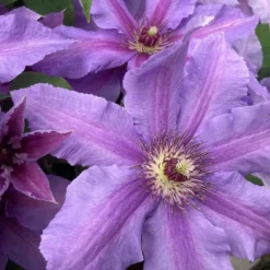 Clematis Tumaini ('Evigsy151') (PBR) -Deals Green4Ever Store pl2000046633 card2 lg