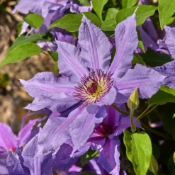 Clematis Tumaini ('Evigsy151') (PBR) -Deals Green4Ever Store pl2000046633 card3 lg