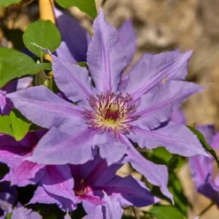 Clematis Tumaini ('Evigsy151') (PBR) -Deals Green4Ever Store pl2000046633 card4 lg