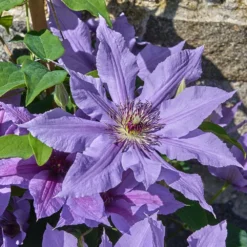 Clematis Tumaini ('Evigsy151') (PBR) -Deals Green4Ever Store pl2000046633 card5 lg