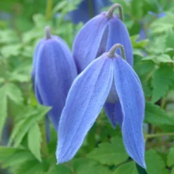 Clematis 'Bredon Blue'