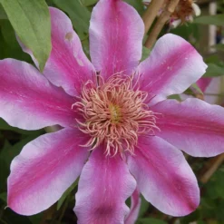Clematis Empress ('Evipo011') (PBR) -Deals Green4Ever Store pl2000046635 card2 lg