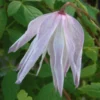 Clematis 'Albina Plena'