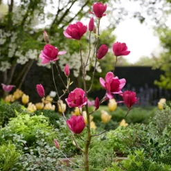 Magnolia 'Emperor' (PBR) -Deals Green4Ever Store pl2000046655 card3 lg