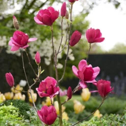 Magnolia 'Emperor' (PBR) -Deals Green4Ever Store pl2000046655 card5 lg