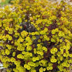 Euphorbia 'Miners Merlot' (PBR) -Deals Green4Ever Store pl2000046674 card2 lg