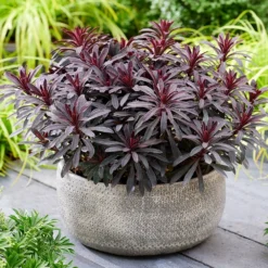 Euphorbia 'Miners Merlot' (PBR) -Deals Green4Ever Store pl2000046674 card3 lg