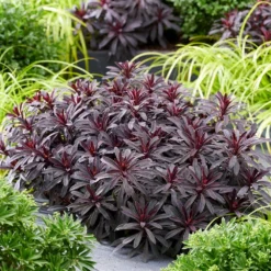 Euphorbia 'Miners Merlot' (PBR) -Deals Green4Ever Store pl2000046674 card4 lg