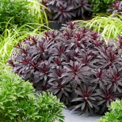 Euphorbia 'Miners Merlot' (PBR) -Deals Green4Ever Store pl2000046674 card6 lg