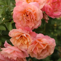 Rose Of The Year 2023Rosa Peach Melba -Deals Green4Ever Store pl2000046733 card3 lg