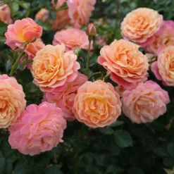 Rose Of The Year 2023Rosa Peach Melba -Deals Green4Ever Store pl2000046733 card4 lg