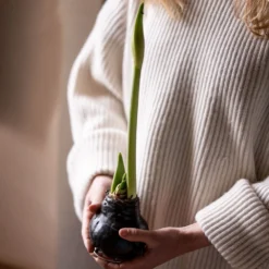 Wax Amaryllis -Deals Green4Ever Store pl2000046743 card3 lg