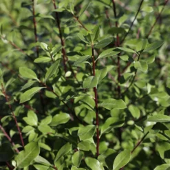 Pittosporum Tenuifolium -Deals Green4Ever Store pl2000046875 card2 lg