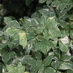 Eleutherococcus Sieboldianus 'Aureovariegatus' 5 Eleutherococcus Sieboldianus 'Aureovariegatus' -Deals Green4Ever Store pl2000046877 card3 lg