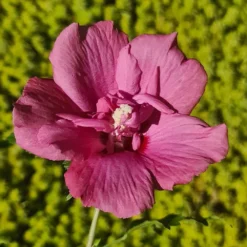 Hibiscus Syriacus Flower Tower Ruby ('Gandini Van Aart Ruby') (PBR) -Deals Green4Ever Store pl2000046881 card3 lg