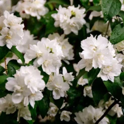 Philadelphus 'Minnesota Snowflake'