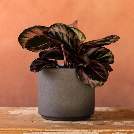 Goeppertia Roseopicta 'Dottie' -Deals Green4Ever Store pl2000046904