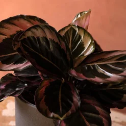 Goeppertia Roseopicta 'Dottie' -Deals Green4Ever Store pl2000046904 card2 lg