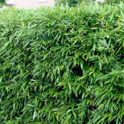 Phyllostachys Bissetii - Bamboo Hedging -Deals Green4Ever Store pl2000047118 card2 lg