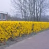Forsythia 'Lynwood Variety' - Flowering Hedging