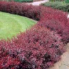 Berberis Thunbergii F. Atropurpurea