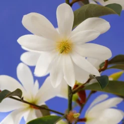 Magnolia Fairy Magnolia White - Magnolia Hedging -Deals Green4Ever Store pl2000047122 card2 lg