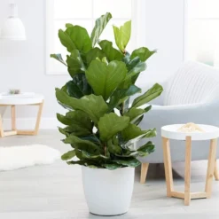 Ficus Lyrata -Deals Green4Ever Store pl2000047125 card2 lg