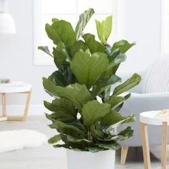 Ficus Lyrata -Deals Green4Ever Store pl2000047125 card3 lg