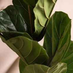 Ficus Lyrata -Deals Green4Ever Store pl2000047125 card4 lg