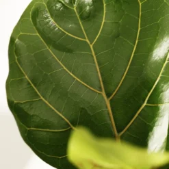 Ficus Lyrata -Deals Green4Ever Store pl2000047125 card5 lg
