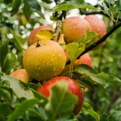 Apple 'Ribston Pippin'