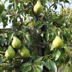 Pear 'Packhams Triumph' -Deals Green4Ever Store pl2000047608 card2 lg