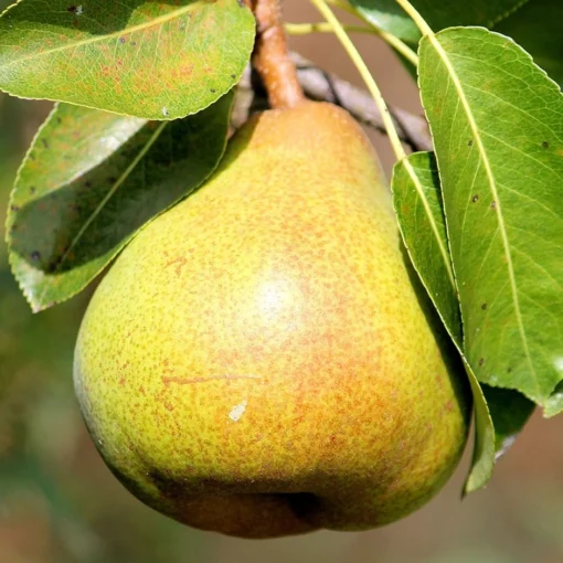 Pear 'Petite Poire' -Deals Green4Ever Store pl2000047609