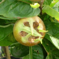 Medlar 'Royal'