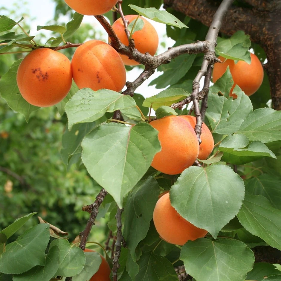 Apricot 'Alfred' 1 Apricot 'Alfred'