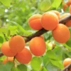 Apricot 'Early Moorpark'