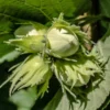 Cobnut 'Hall's Giant'