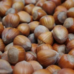 Cobnut 'Hall's Giant' -Deals Green4Ever Store pl2000047692 card2 lg