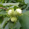 Cobnut 'Pearson's Prolific'