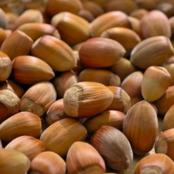 Cobnut 'Pearson's Prolific' -Deals Green4Ever Store pl2000047694 card2 lg