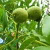 Walnut 'Europa'