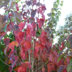 Prunus Sargentii 'Charles Sargent' -Deals Green4Ever Store pl2000047748 card3 lg