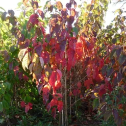 Prunus Sargentii 'Charles Sargent' -Deals Green4Ever Store pl2000047748 card4 lg