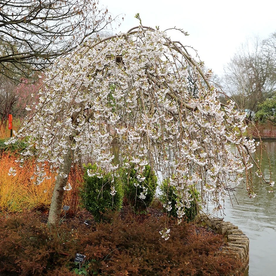 Prunus × Yedoensis 'Shidare-Yoshino' 1 Prunus × Yedoensis 'Shidare-Yoshino'