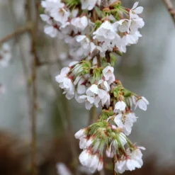 Prunus × Yedoensis 'Shidare-Yoshino' 4 Prunus × Yedoensis 'Shidare-Yoshino' -Deals Green4Ever Store pl2000047763 card2 lg