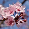 Prunus × Persicoides 'Spring Glow'